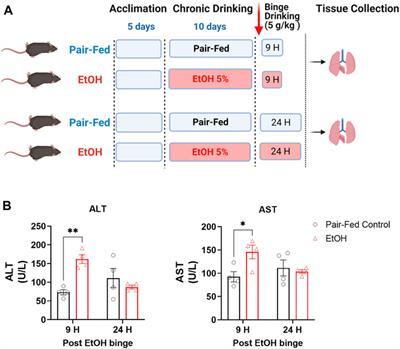 Chronic and Binge Alcohol Ingestion Increases Truncated Oxidized Phosphatidylcholines in Mice Lungs Due to Increased Oxidative Stress